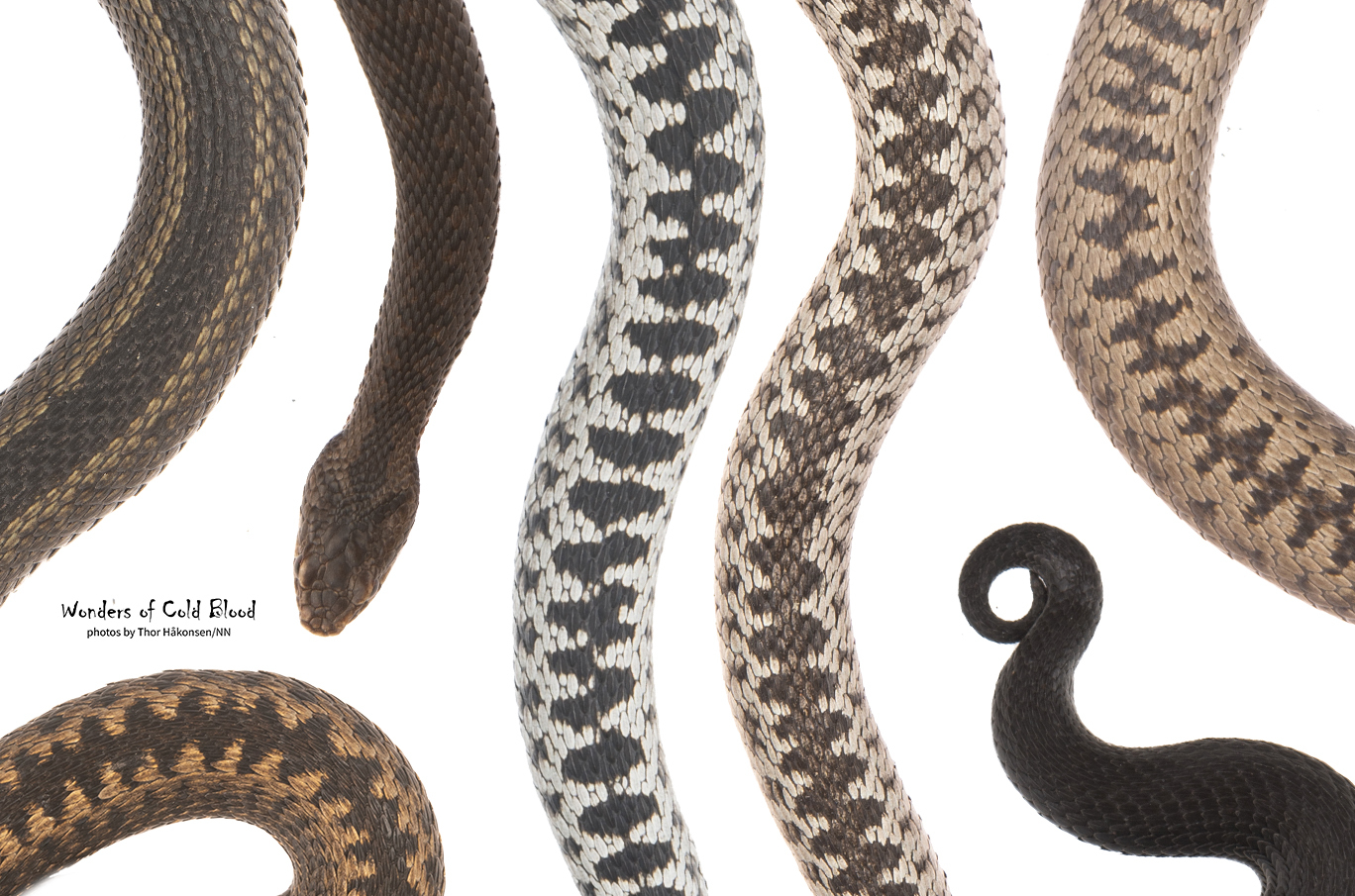 Flere ormer i ulike farger og mønstre, inkludert brune, svarte og hvite nyanser